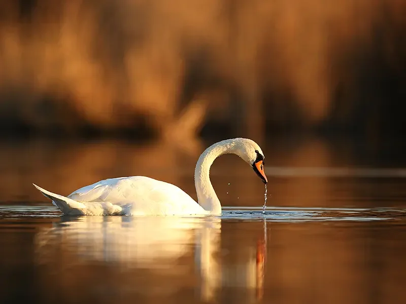 Boswachterij Westerschouwen