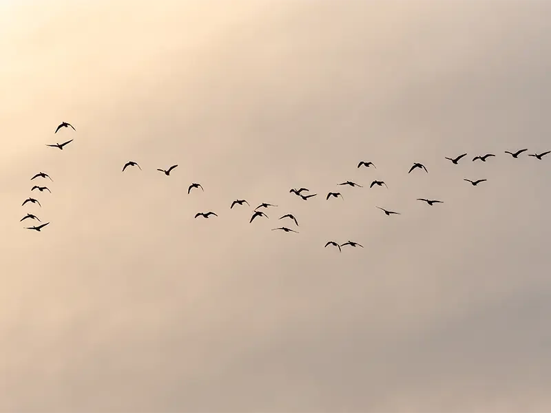 Vogelkijkscherm Gluurmuur Zeeuws landschap