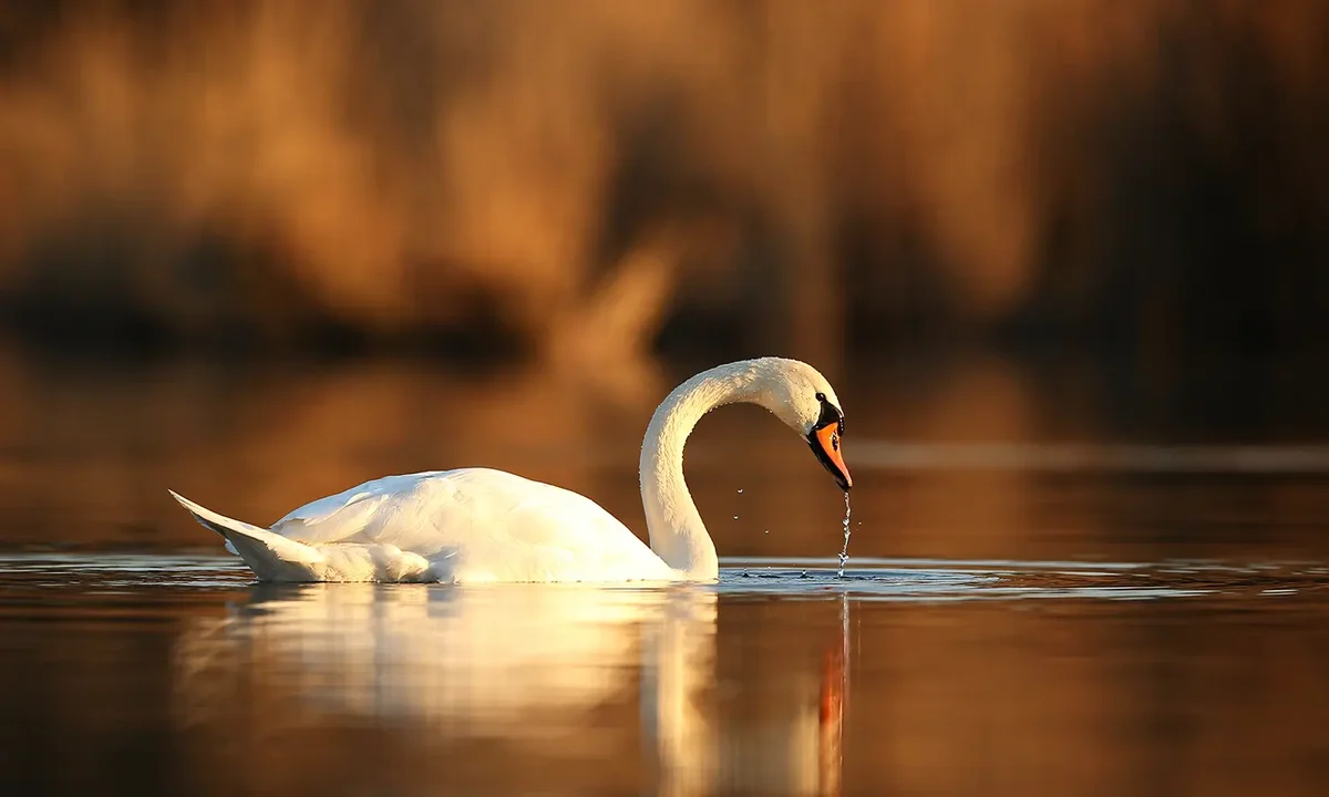 Boswachterij Westerschouwen